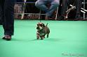 Crufts2011_2 1054